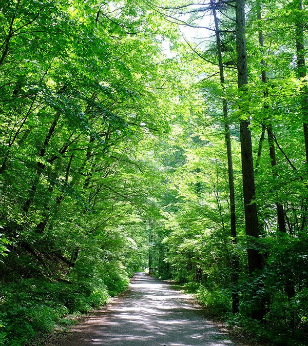 Wat kan jij doen tegen ontbossing?